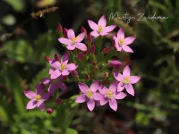 Gentiaanfamilie [Gentianaceae]